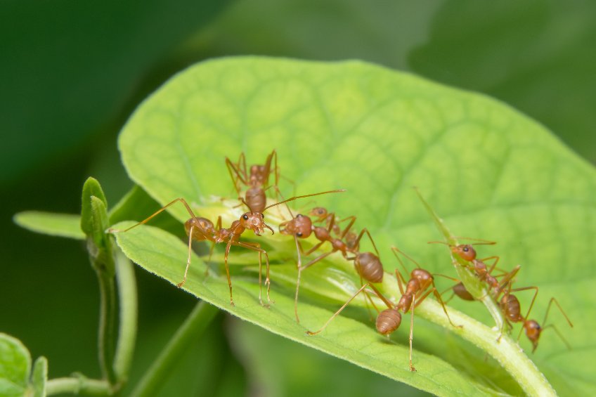 Ant Exterminators in Southern Utah | Bairds Pest Control