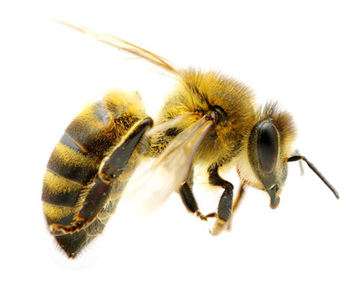 Bees and Hornets Control in St George, UT | Bairds Pest Control