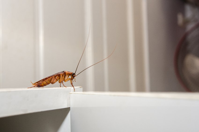 Cockroaches Exterminators in Southern Utah | Bairds Pest Control
