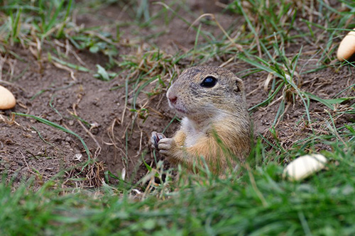 Gopher Exterminators in St George, UT | Bairds Pest Control