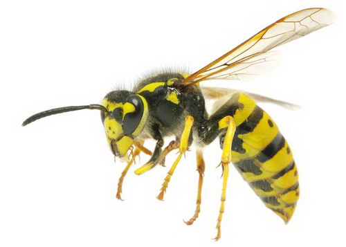 Bees and Hornets Control in Southern Utah | Bairds Pest Control